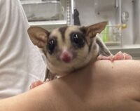 フクロモモンガの画像2