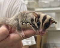 フクロモモンガの画像6