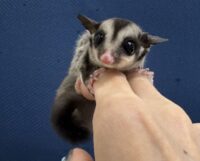 フクロモモンガの画像4