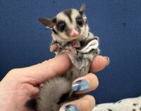 フクロモモンガの画像5