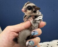 フクロモモンガの画像7