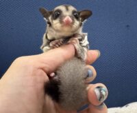 フクロモモンガの画像8
