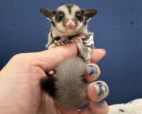 フクロモモンガの画像1