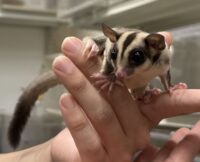 フクロモモンガの画像8