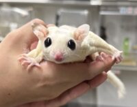 ホワイトモザイク♀懐っこいです♪の画像3
