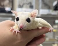 ホワイトモザイク♀懐っこいです♪の画像6