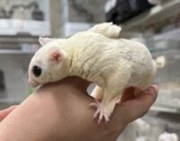 ホワイトモザイク♀懐っこいです♪の画像7