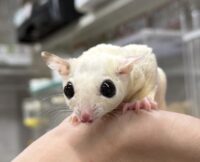 ホワイトモザイク♀懐っこいです♪の画像8