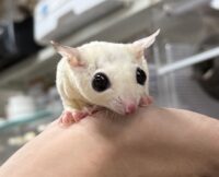 ホワイトモザイク♀懐っこいです♪の画像9
