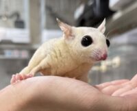 ホワイトモザイク♀懐っこいです♪の画像5