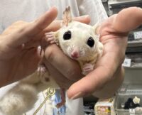 ホワイトモザイク♀懐っこいです♪の画像1