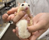 ホワイトモザイク♀懐っこいです♪の画像2