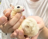 ホワイトモザイク♀懐っこいです♪の画像4