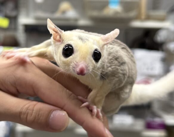 モザイク♀（ホワイトテイル）懐っこいです♪のメイン画像