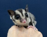 フクロモモンガの画像4