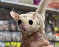 モザイク♀（ホワイトテイル）懐っこいです♪の画像1
