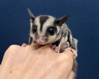 フクロモモンガの画像6