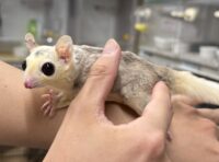 モザイク♀（ホワイトテイル）懐っこいです♪の画像2