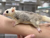 モザイク♀（ホワイトテイル）懐っこいです♪の画像3
