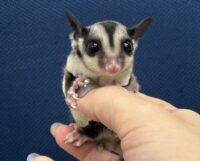 フクロモモンガの画像1
