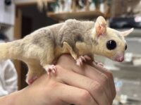モザイク♀（ホワイトテイル）懐っこいです♪の画像4