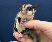 フクロモモンガの画像9