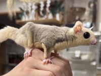 モザイク♀（ホワイトテイル）懐っこいです♪の画像6
