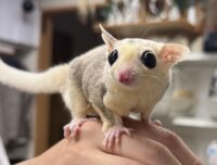 モザイク♀（ホワイトテイル）懐っこいです♪の画像7