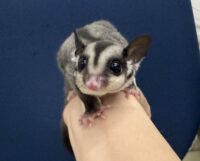 フクロモモンガの画像8