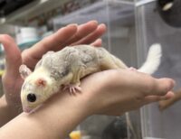 モザイク♀（ホワイトテイル）懐っこいです♪の画像8