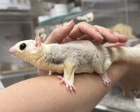 モザイク♀（ホワイトテイル）懐っこいです♪の画像9