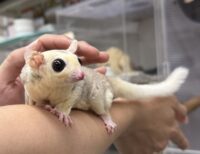 モザイク♀（ホワイトテイル）懐っこいです♪の画像5