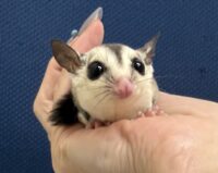 フクロモモンガの画像1