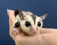 フクロモモンガの画像6