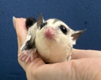 フクロモモンガの画像7
