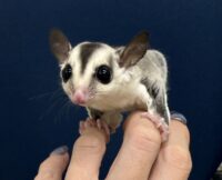 フクロモモンガの画像10
