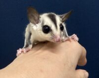 フクロモモンガの画像5