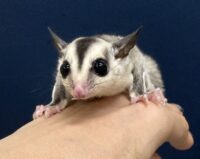 フクロモモンガの画像11