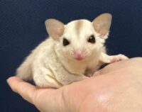 フクロモモンガの画像2