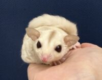 フクロモモンガの画像1