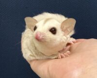 フクロモモンガの画像4