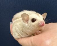 フクロモモンガの画像5