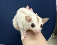 フクロモモンガの画像7