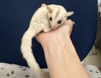 フクロモモンガの画像8