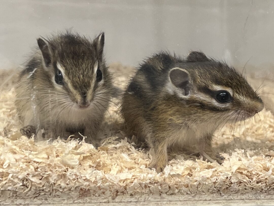 シマリス （2024年春生まれの新生児）【ご予約画面】 | ピュアアニマル