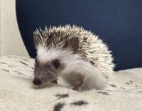 ハリネズミ（国産ベビー：パイド♀）の画像8