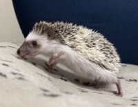 ハリネズミ（国産ベビー：パイド♀）の画像9