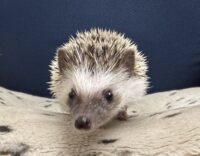 ハリネズミ（国産ベビー：パイド♀）の画像4