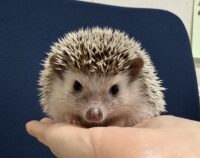 ハリネズミ(カナダ産:ソルト&ペッパー♂ )超懐っこいです♪の画像2