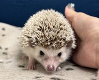 ハリネズミ(カナダ産:ソルト&ペッパー♂ )超懐っこいです♪の画像4